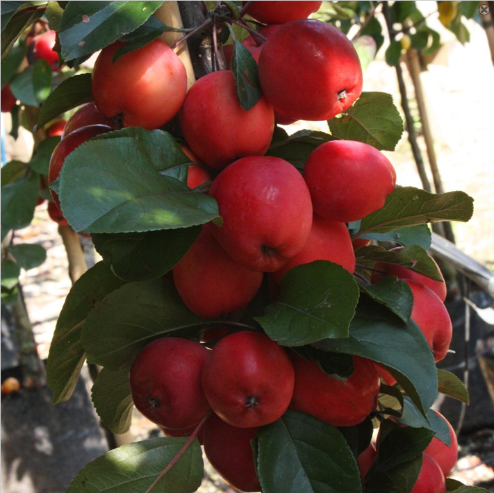 Malus Neville Copeman - FRUECHTE.png